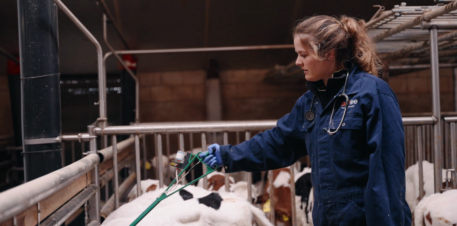 Dierenarts Jolien Pruijn aan het werk bij vleeskalveren in de stal voor adVee Dierenartsen