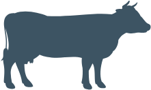 Icoon koe – herkauwers afdeling adVee Dierenartsen