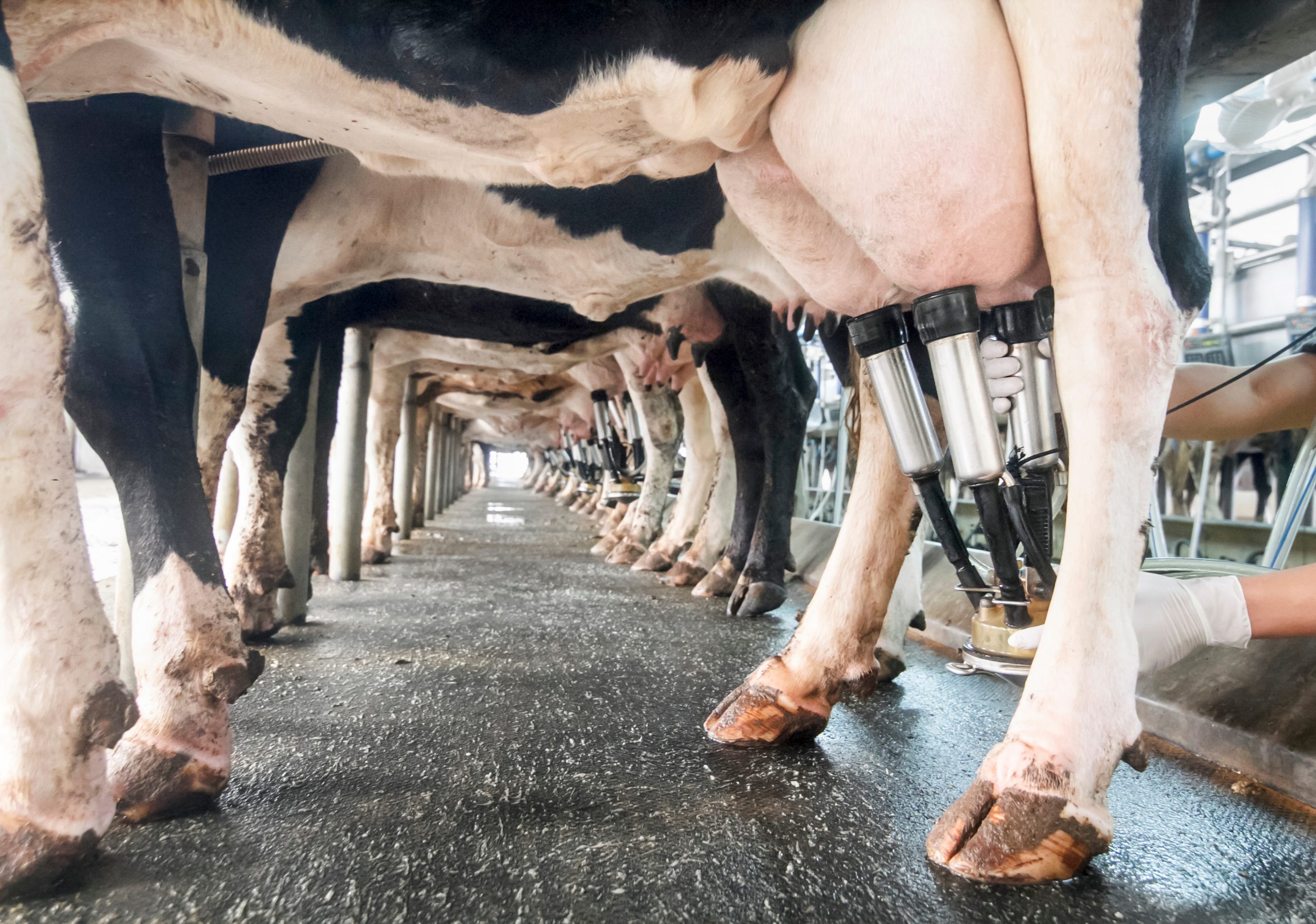 Koeien in de melkstal tijdens het melken – herkauwerspraktijk adVee Dierenartsen
