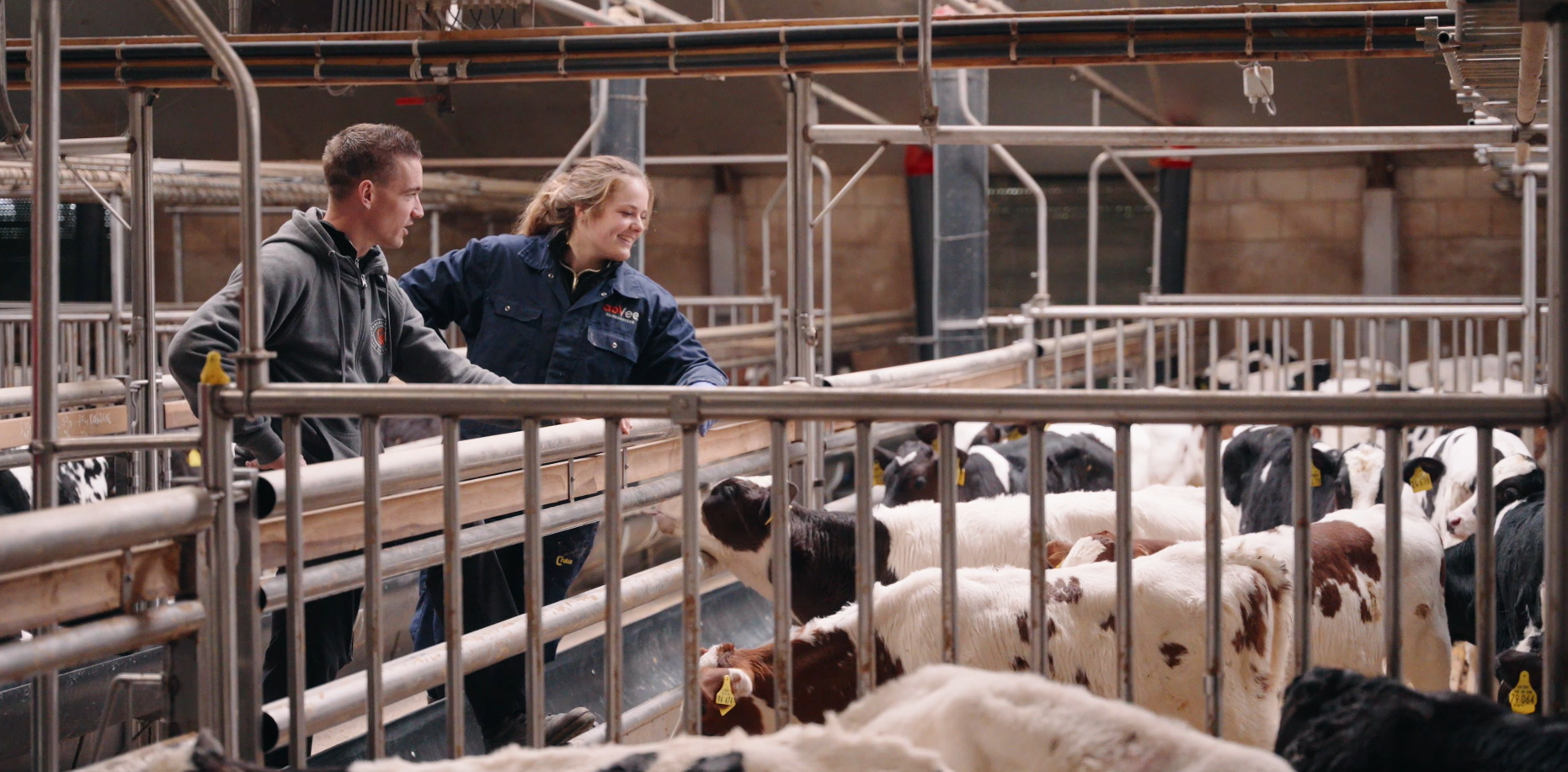 Dierenarts Jolien Pruijn in gesprek met veehouder bij vleeskalveren in de stal – adVee Dierenartsen