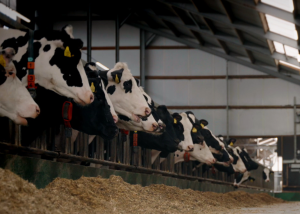 Hitteplan voor melkvee en kalveren