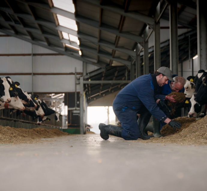 Melkkoeien in de stal met Dierenarts Jens van Rijssel – herkauwers in de veehouderij bij adVee Dierenartsen